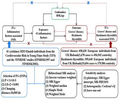 Causal relationship between inflammatory cytokines and autoimmune thyroid disease: a bidirectional two-sample Mendelian randomization analysis